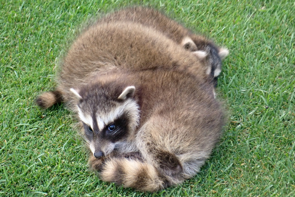 I've been known to get a little grumpy when woken up from a nap so we quietly took a few pictures and moved on.