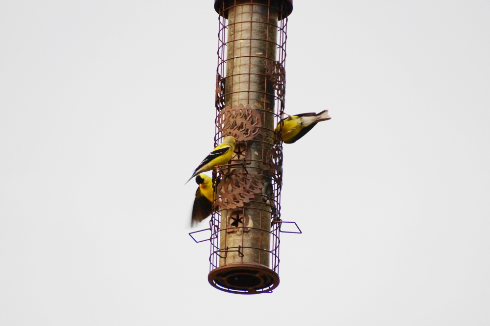 Birds seemed particularly active last week with the Bar's feeder needing refilling every other day.