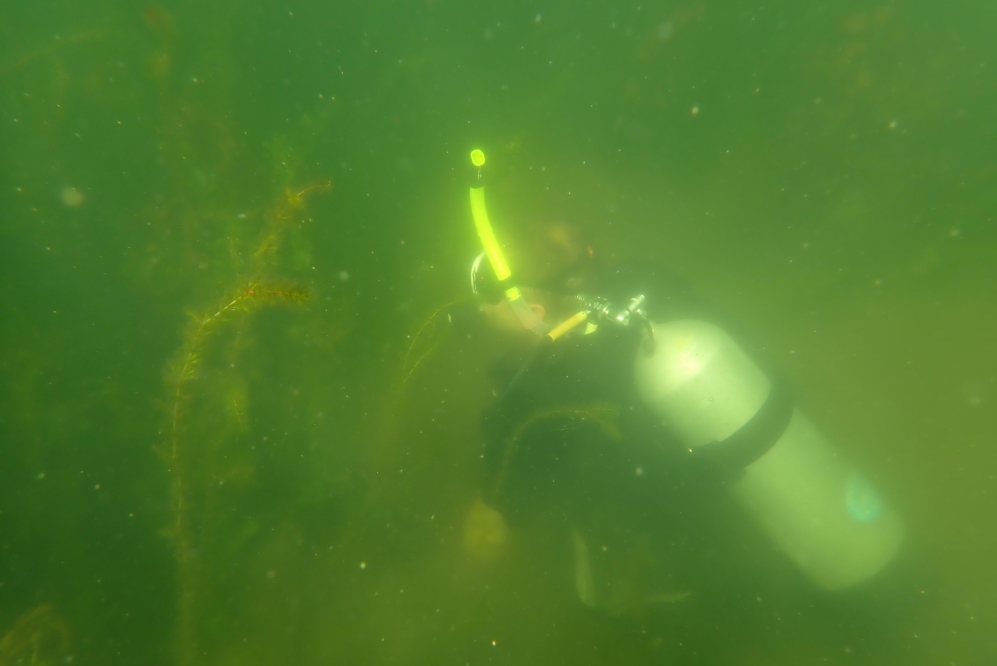 Shortly after a successful picking, our diver took himself off line with a logging accident (he dropped a log on his foot). He'll be picking again in a few days.