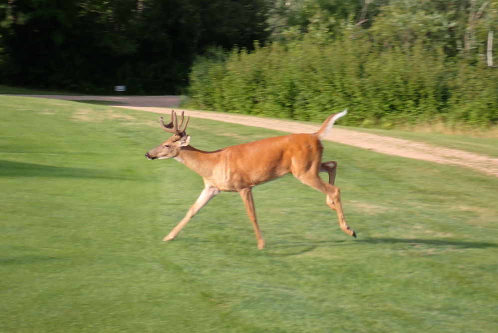 The course's deer are fearless and frisky.