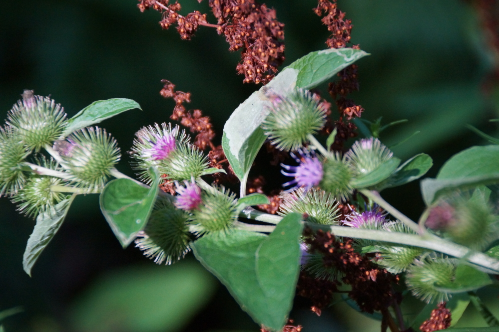 Large patches of burdock is coming in nicely along Lake Lucerne Drive.