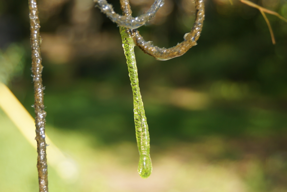 We're not sure what critter leaves the slimy egg thingy on the water thermometer's cord this time of year, but it's colorful and we've grown used to it. The lake temperature is currently 76°F.
