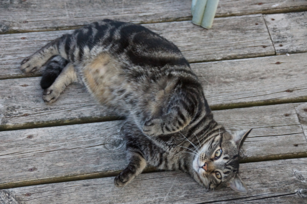 The neighbor's husky little feline seems to be keeping the north end's mouse population in check. Everyone is extremely happy with this event with the possible exception of the mice or more accurately the late mice.