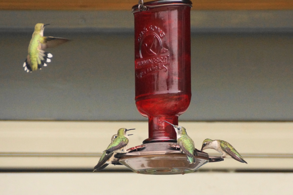 Hummingbirds are going nuts. They're emptying the bar's feeders twice a day.