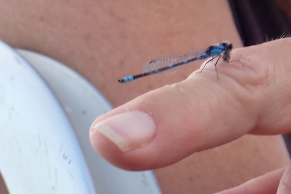 Mrs. Nemo has started her falconry hobby smally. If she can train them to get mosquitoes, I'll join her.