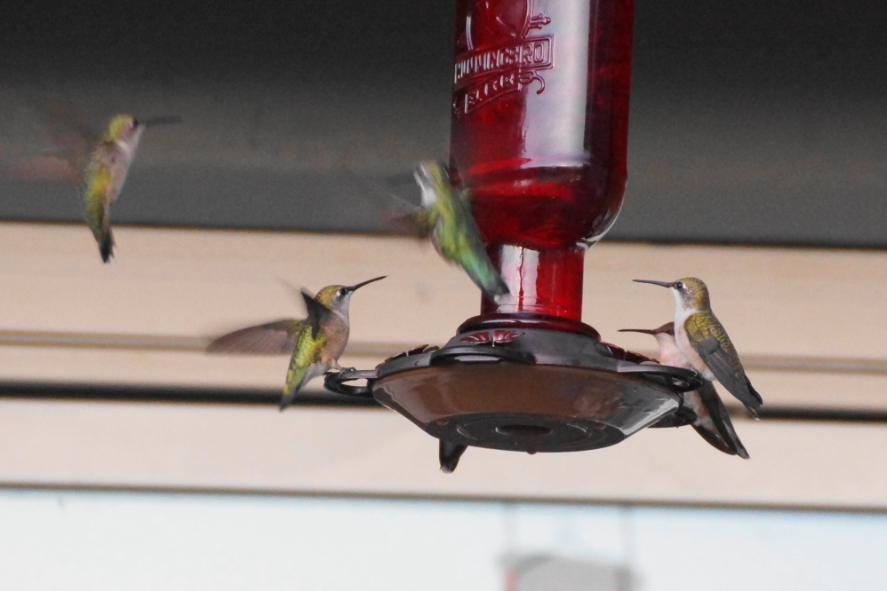 The hummingbirds continue to go wild in a push to sugar up before heading south.