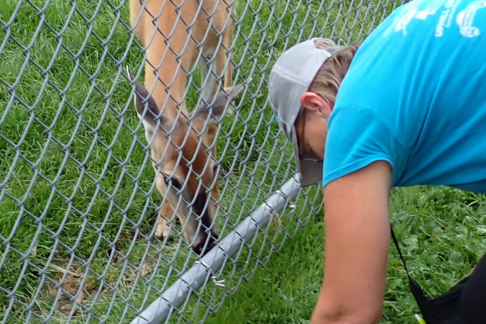 I can't speak for the other days of the week, but on Wednesday the deer in the pens behind Crandon's courthouse were active and fun. We feed them the common broadleaf plantain that grows just outside the enclosure. They seem to have eaten all the plantain that grew inside the fence.
