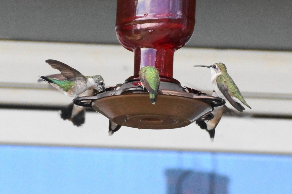 Last week, the activity at the hummingbird feeders is inversely proportional to that of the rafts.