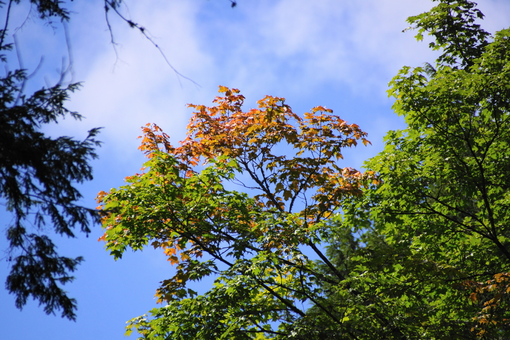 If you observe more closely, there are a few autumnal signs in them trees.