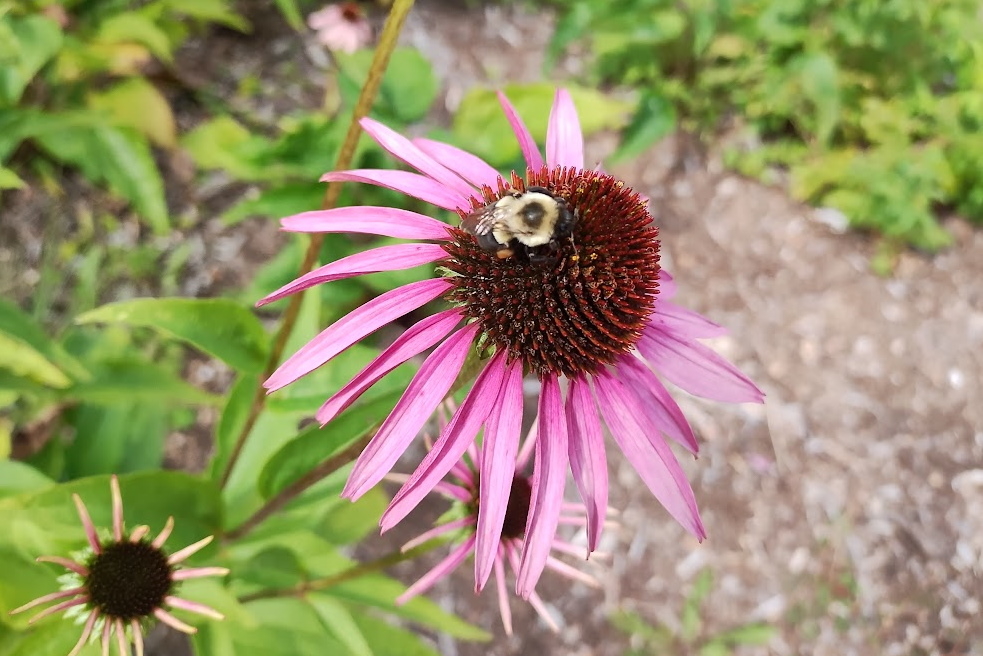 There are a few bees, too.