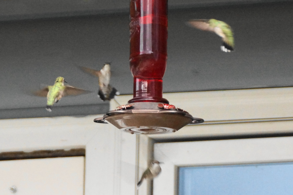 About half the hummingbirds have moved to warmer climes. The remaining ones are draining sugar water at an impressive rate.