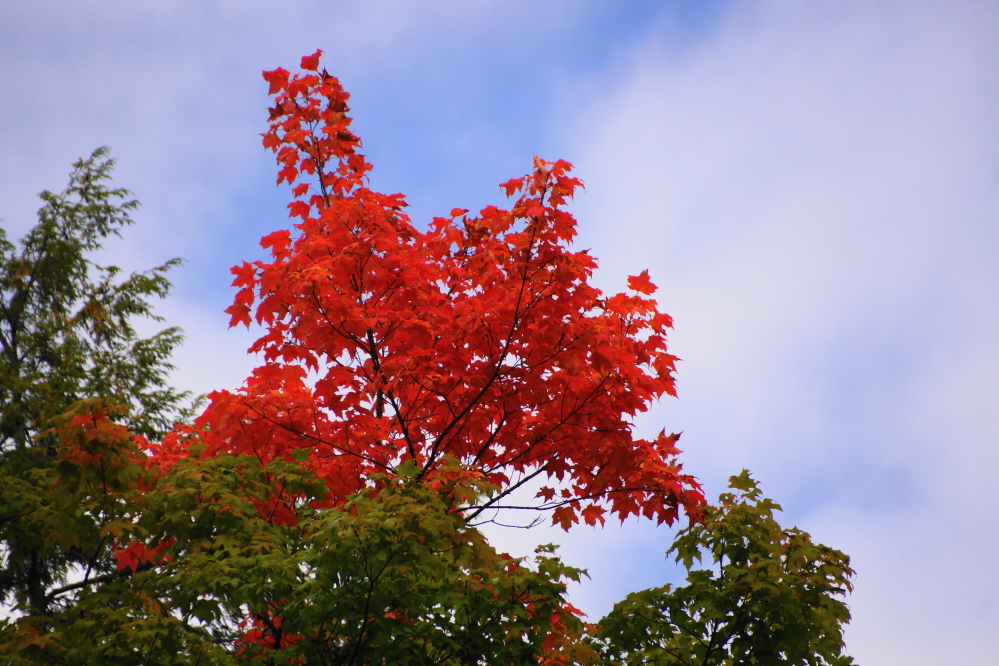 A few trees were in their October glory.
