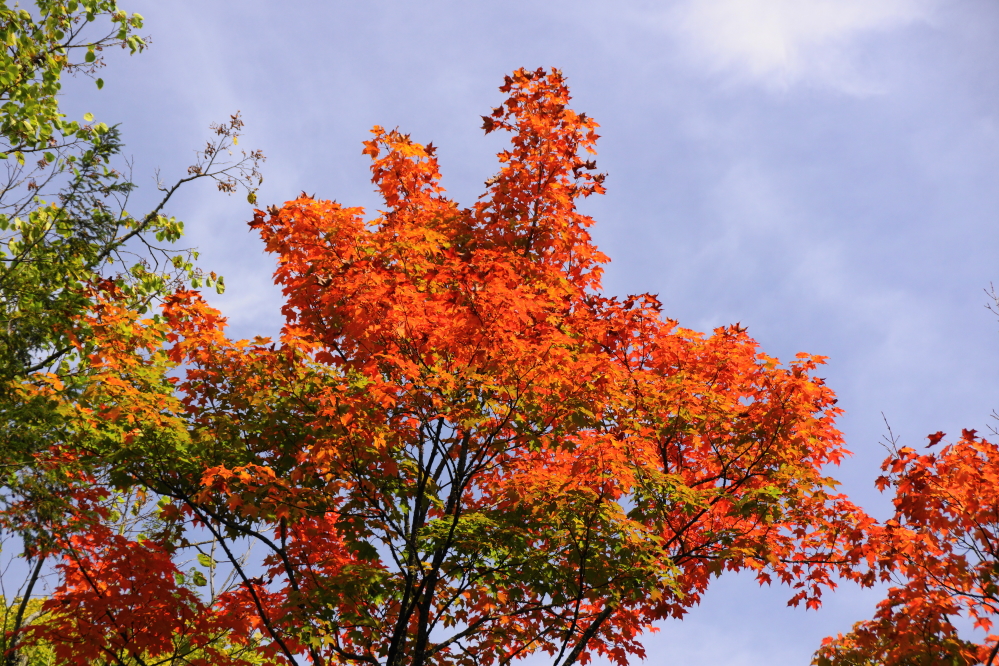 By the weekend, there were more and more maples that began to scream "Color!".