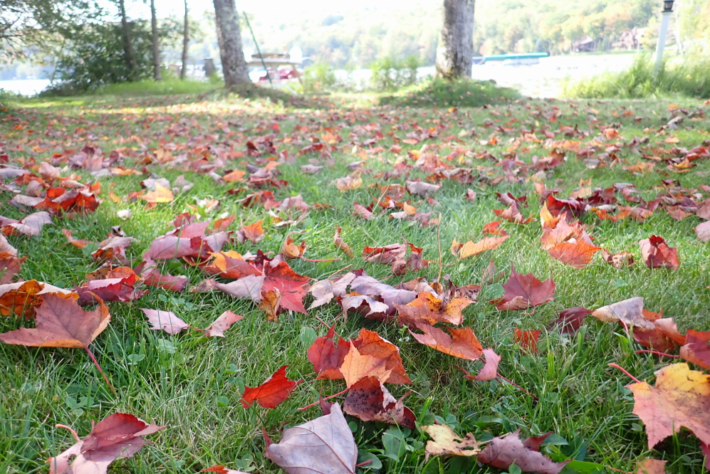 There were even signs of the start of the post-peak color confettifying that will cover some lawns.