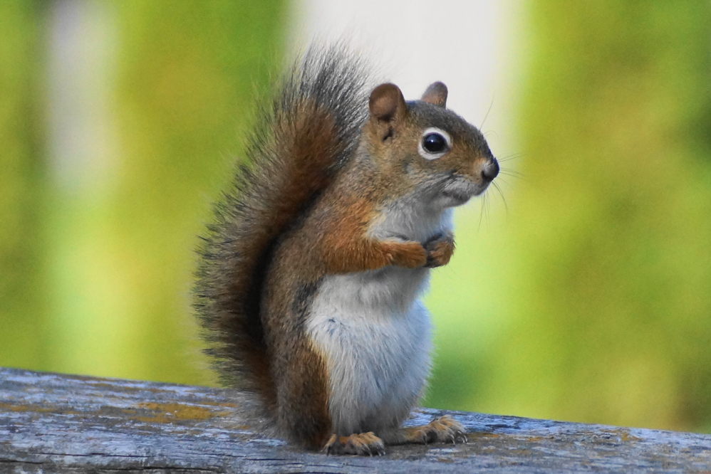 Local evil squirrels are more active than ever.