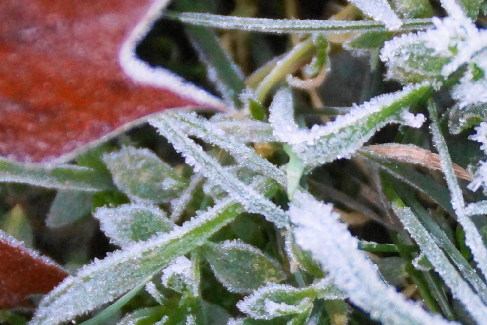 On Tuesday evening, the sky cleared and what was left of the summer, fled. By Wednesday morning lawns, leaves, and decks had the first fall coat of frost. It burned off by noon, but will be back soon.