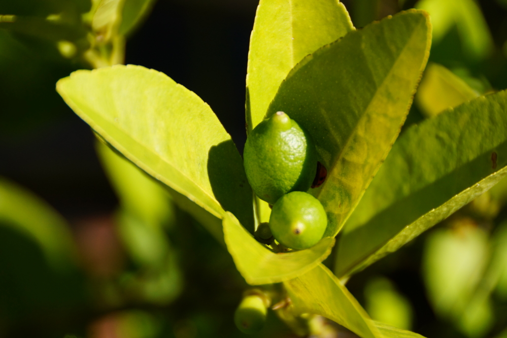 Plants sensitive to the cold were hauled indoors during the frosty times. No limes were harmed during the horridly cold mornings.