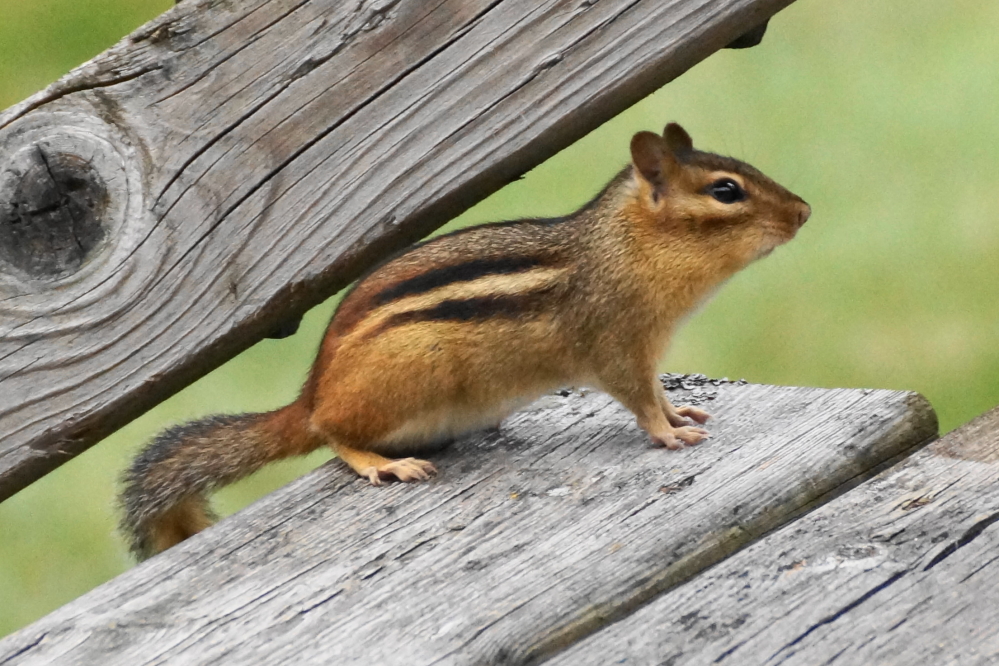 We also saw an uptick in chipmunk (henchmen of the evil squirrel) activity all week.