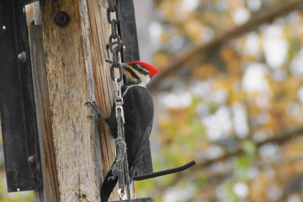 Ginormous birds seem to be unfazed by the cooler weather.