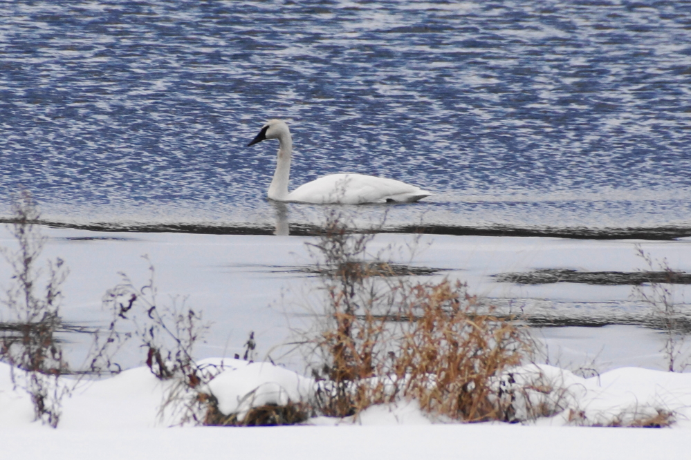 Lake Wabikon is for the most part frozen over. Lucerne is not. Wabikon's swans noticed and swam up the north end of the lake all weekend.