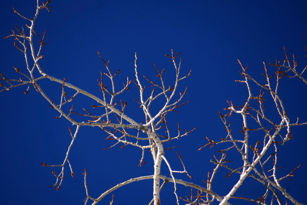 On the north end of the lake, the buds on the native trees are not going to leaf any time soon.
