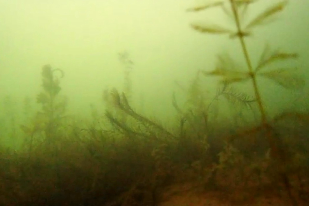 There are still a few Eurasian Milfoil plants under those 24 inches of ice.