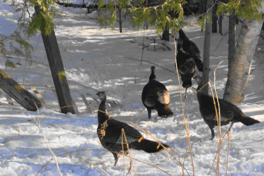 Wild turkeys tromped around the bar on Friday and haven't been seen since.