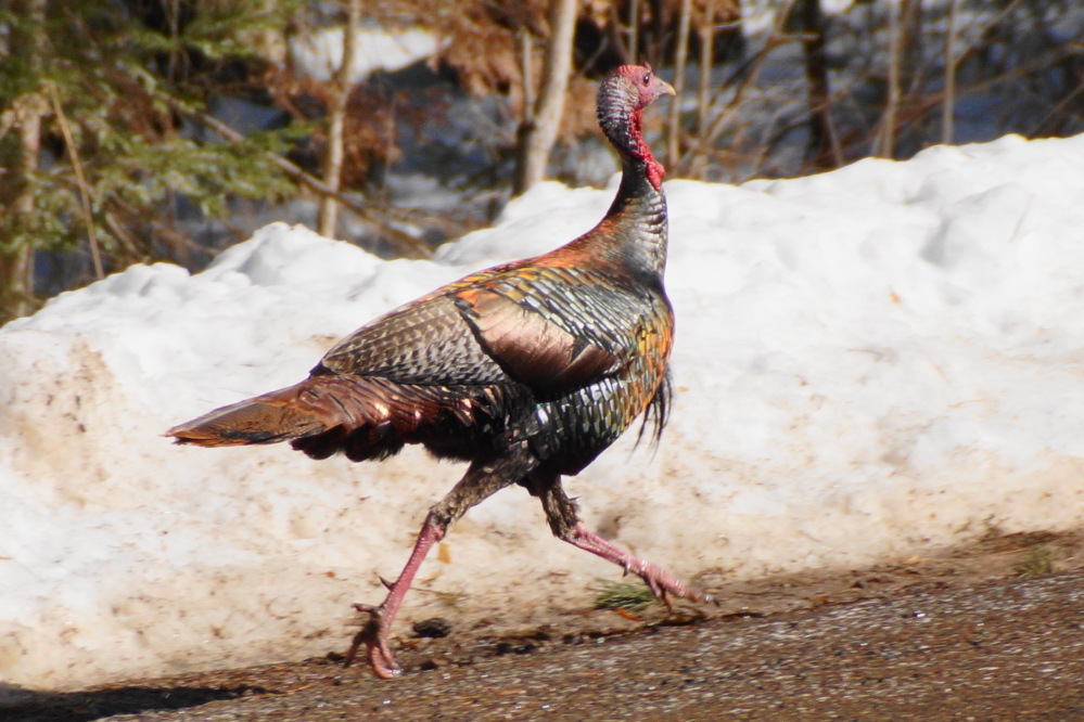 The roads cleared and joggers were spotted being all runny and fit.