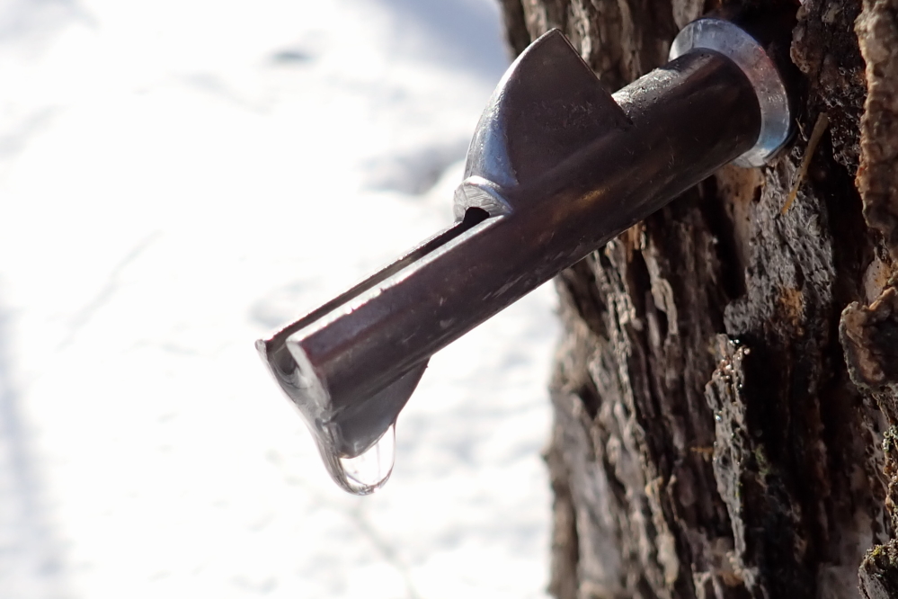 The men of Knott Lane voted to take this year off from tapping. Others did not. Their taps were running well during the melt.