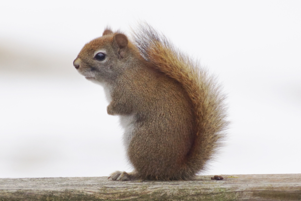 The northwoods got a little more evil as the thaw seemed to have contributed to, or at least coincided with, increased squirrel activity.