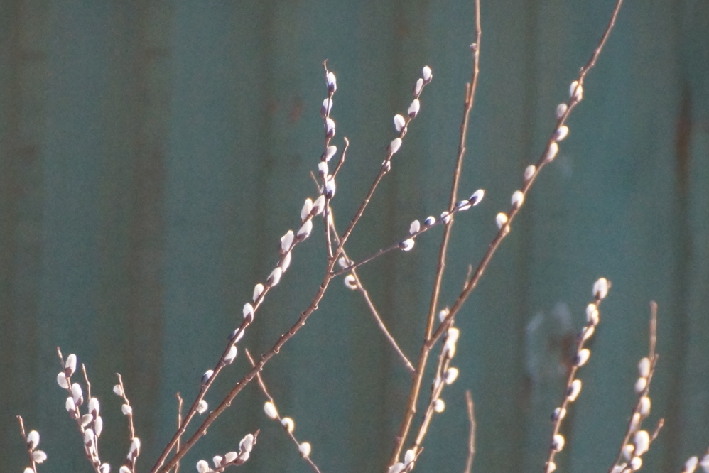 Sunday's warm up in the northwoods had a few things springing to life. 