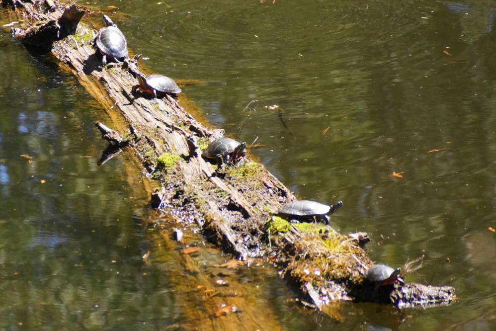 The ponds just south of the lake were filled with turtlely goodness.