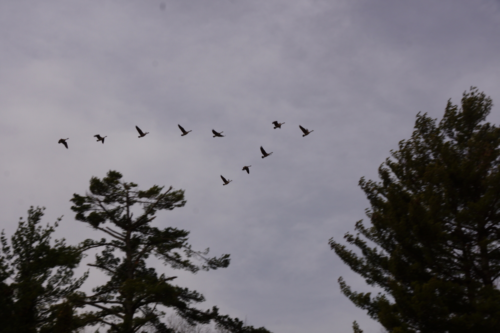 In a sure sign of impending ice-out, flocks of noisy lawn slimers were doing fly overs of Lucerne on their way north.