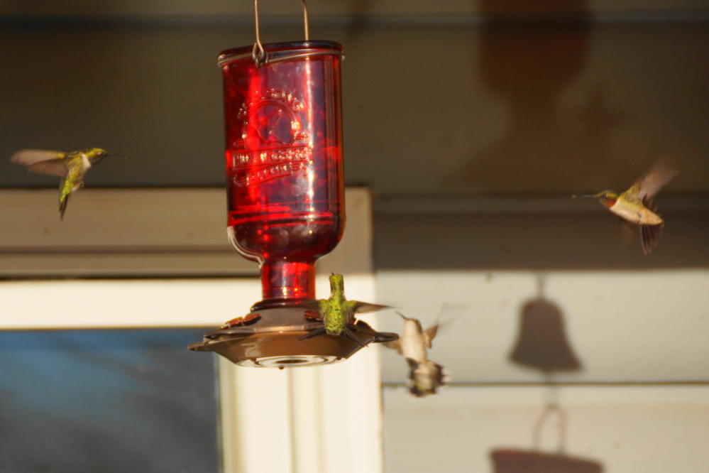 By mid-week, the wildlife in the northwoods was in full summer mode. The hummingbirds were particularly hyperactive.