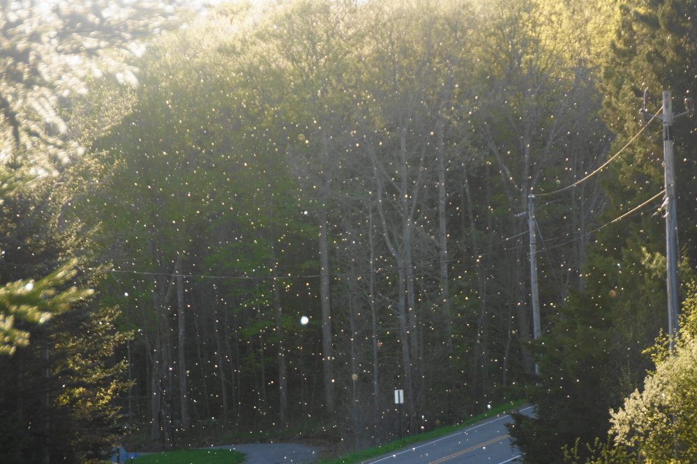 By mid-week...Bugs! No wait, it's just cottonwood season. The bugs would come in vast swarms by the weekend.