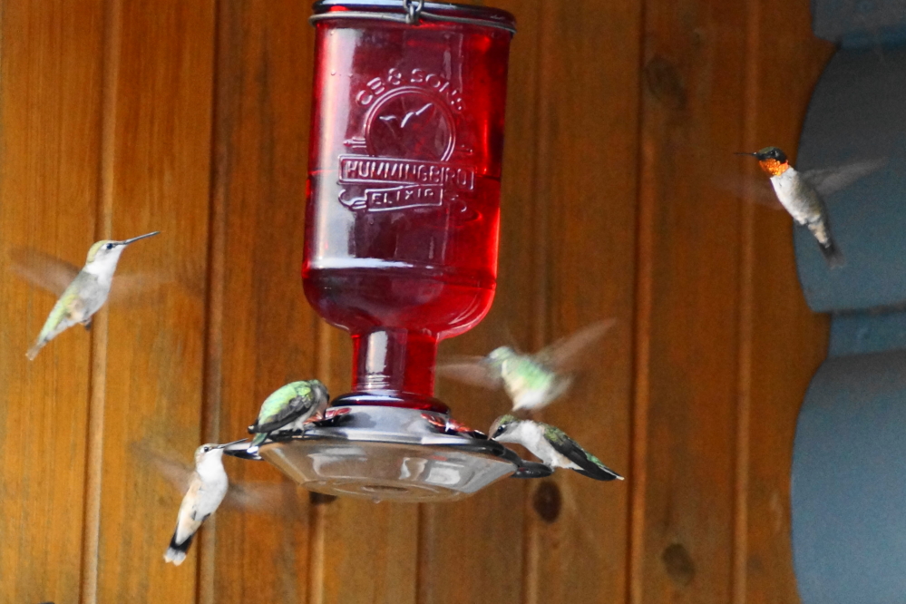 The lake area has reached peak hummingbird. They cruise the shoreline in packs emptying full feeders in hours.
