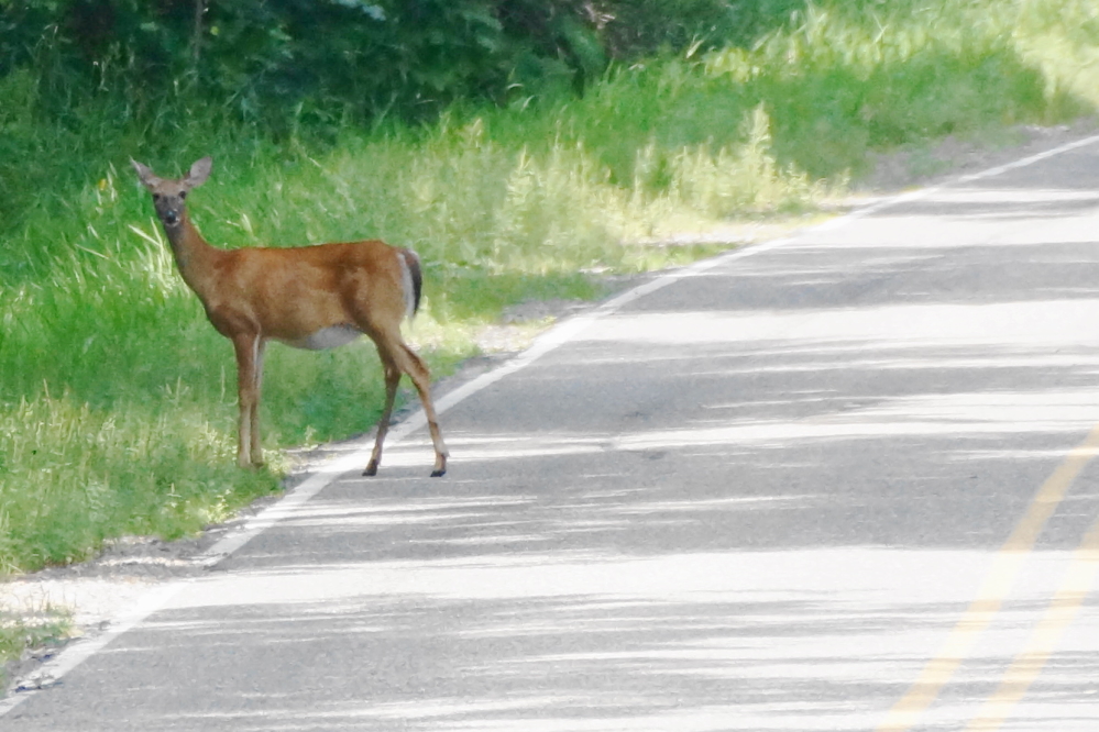 The roads are getting thick with deer. Most are fawn-ish and, if car touched, will inflict under a thousand dollars in damage, but a few could take out an entire front end.