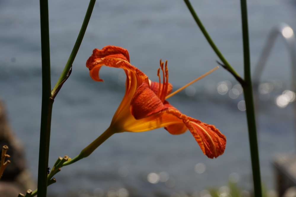 There are fewer mosquitoes and deer on Lucerne's shoreline and enough late blooming flora to provide a splash of color.