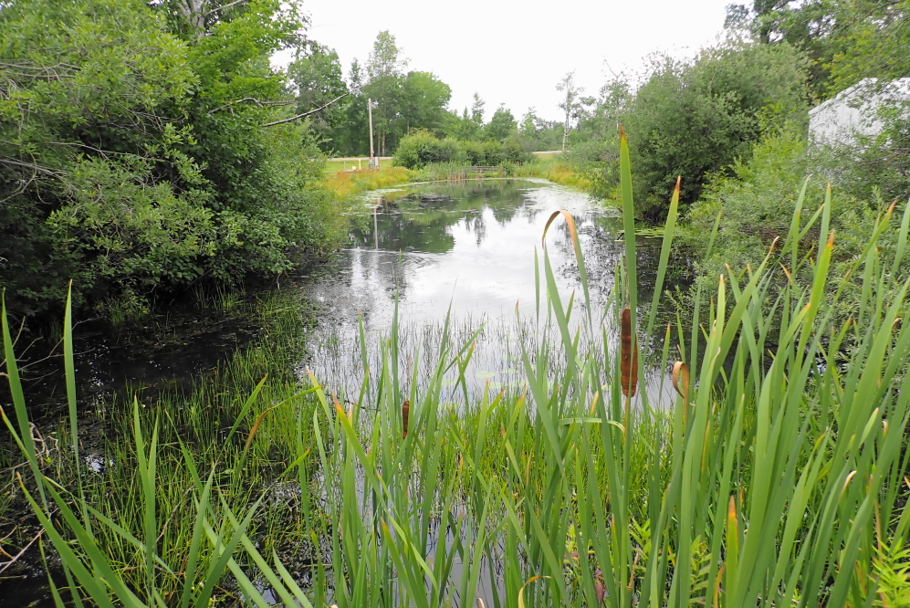 Many of the water hazards are getting less full. We need some rain.