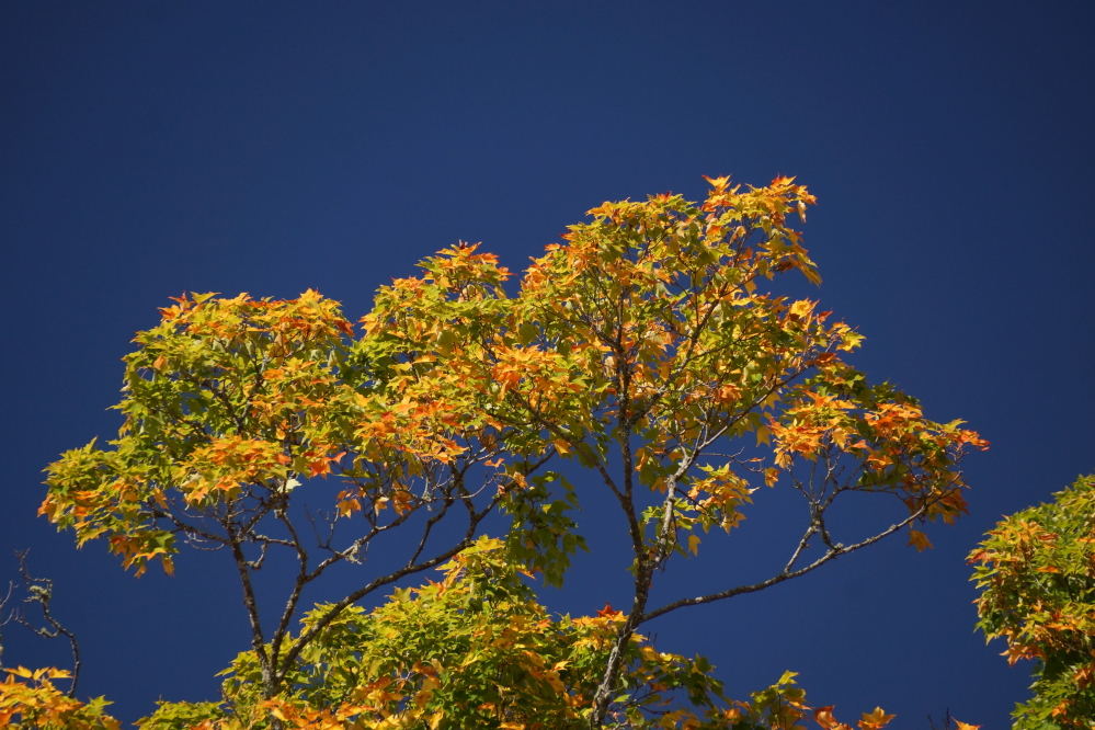 Most trees are a few weeks from peak. A select few are just days away.