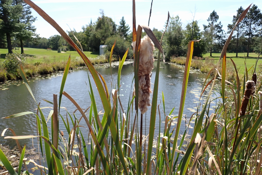 The water hazards are just under full and the cattails are getting all 'splodey.  